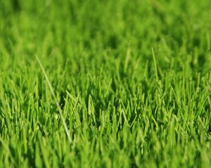 Lawn Treatments Crofton MD