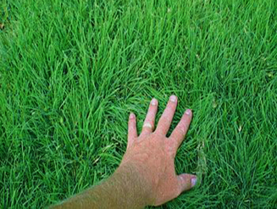 Lawn Treatments Davidsonville MD