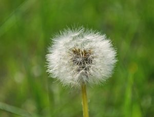 best lawn care services on the green inc gambrills md