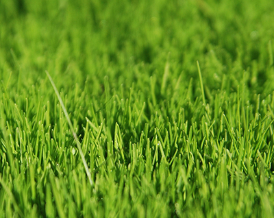 Pest Control in Arnold MD - On The Green Lawn Care
