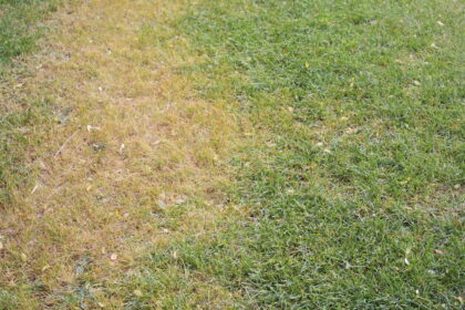 turfgrass disease summer on the green inc