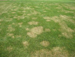 summer turfgrass diseases brown patch on the green inc