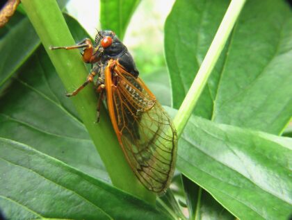 cicada season on the green inc md maryland