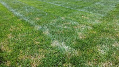 dollar spot lawn fungus on the green md maryland