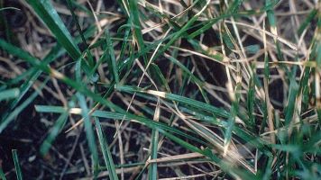 turfgrass summer dollar spot on the green md maryland