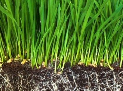 reseeding on the green turf gambrills md
