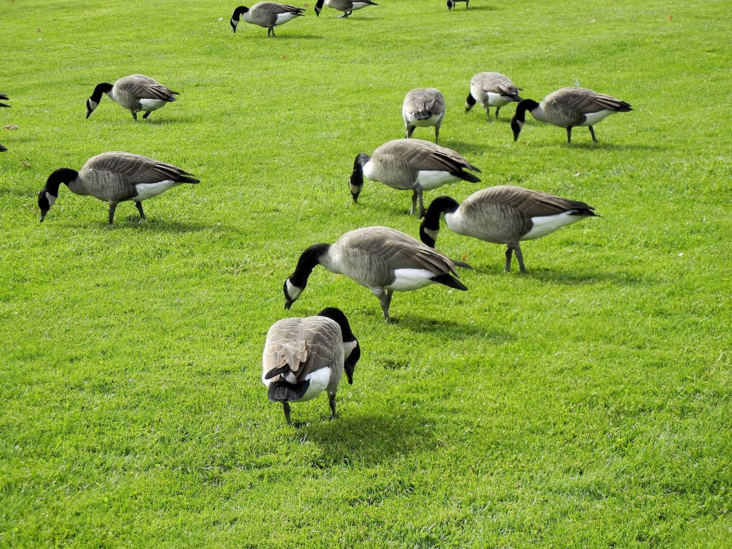 Goose Control: Being Prepared for the Spring Nesting Season on the green