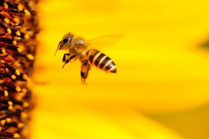 Ground Bees: Are They Friends or Foe? on the green inc