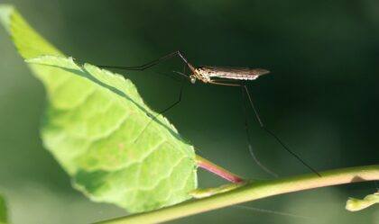 on the green mosquito control services in Edgewater