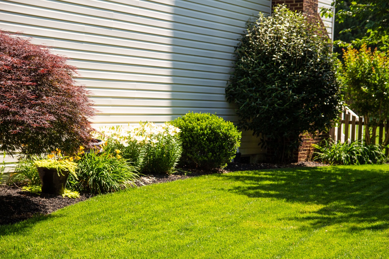 Ant Control Services in Bowie, MD on the green inc