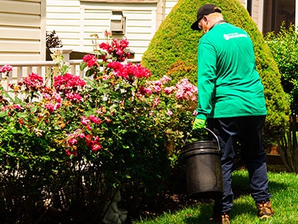 Ant Control Services in Crownsville on the green inc