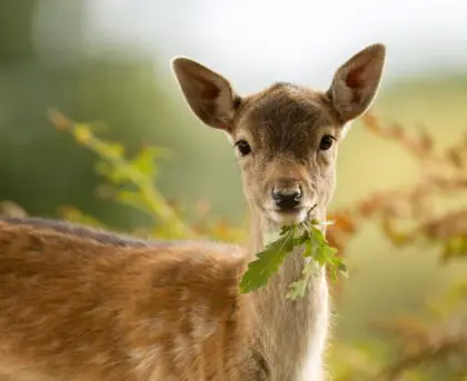 Identifying Signs of Deer Damage on the green inc