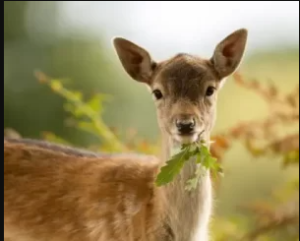 Deer Control Services in Crofton, MD on the green inc