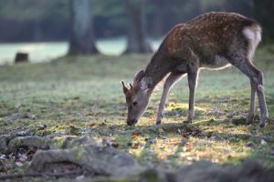 Deer Control Services in Severn, MD on the green inc