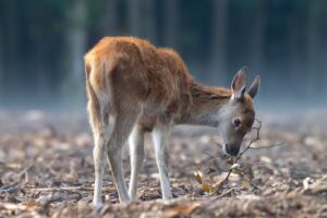 Deer Control Services in Millersville, MD on the green inc