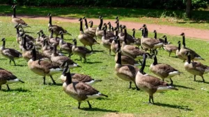 Keep Geese Off Your Property with These Tips on the green inc