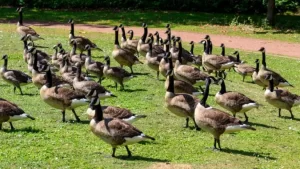 Goose Control Services in Odenton, MD on the green inc