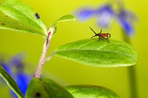 How to Rid Your Yard of Ticks on the green inc