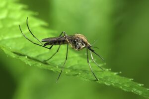 Protect Your Property from Mosquitos this Spring on the green inc