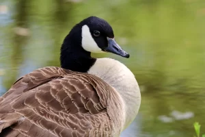 Goose Control Services in Severna Park on the green inc