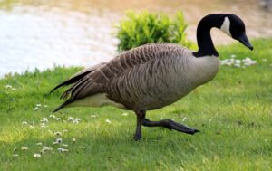 Goose Control Services in Crownsville, MD on the green inc