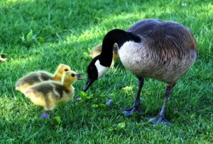 Goose Control Services in Columbia, MD on the green inc
