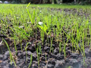 When Should You Seed Your Lawn? on the green inc