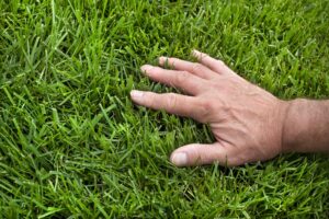 Which Grass Seed is Best for Your Lawn? on the green inc