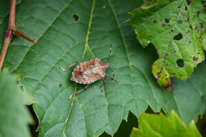Tips for Preventing Stink Bugs and Other Pests on the green inc