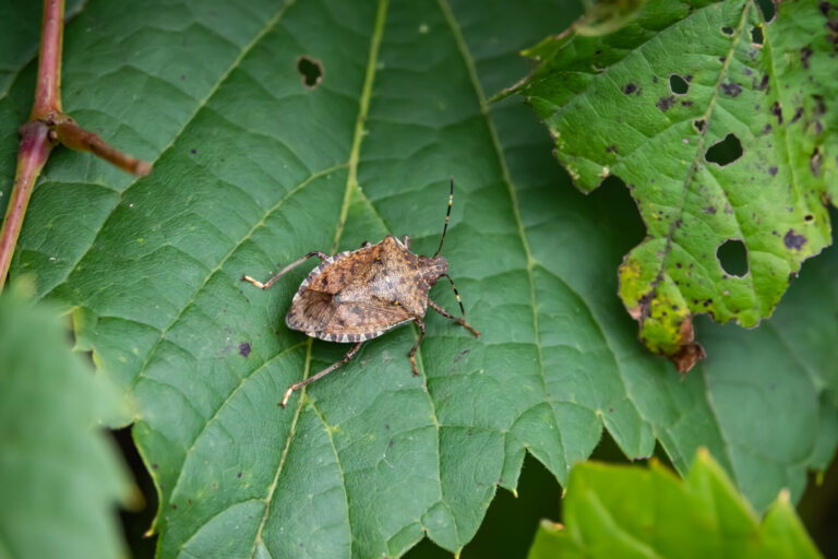 Tips for Preventing Stink Bugs and Other Pests on the green inc
