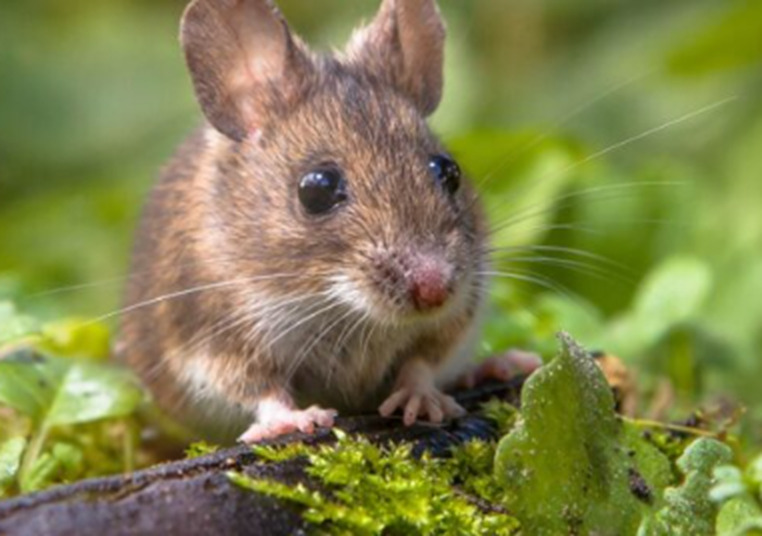 How to Keep Rodents Out of Your House and Garden On The Green, Inc.